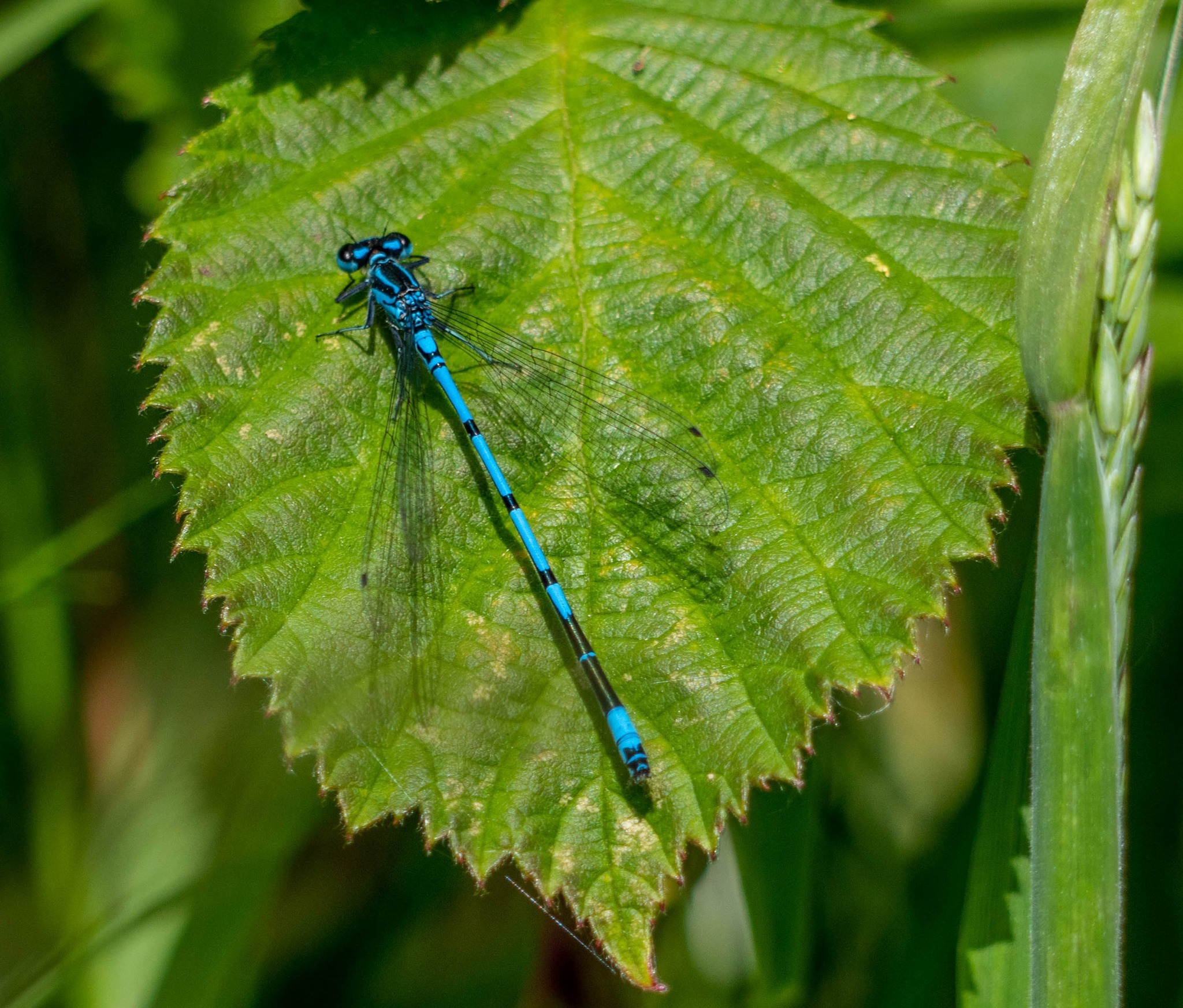 Taking a rest by Tony Pelham