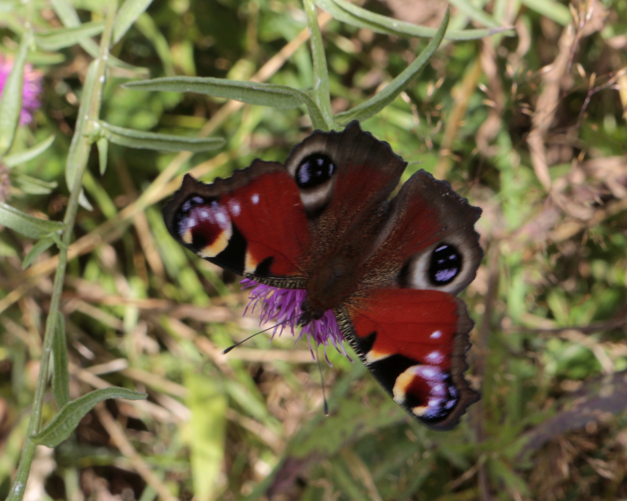 Peacock butterfly by Michal Tomas?ik