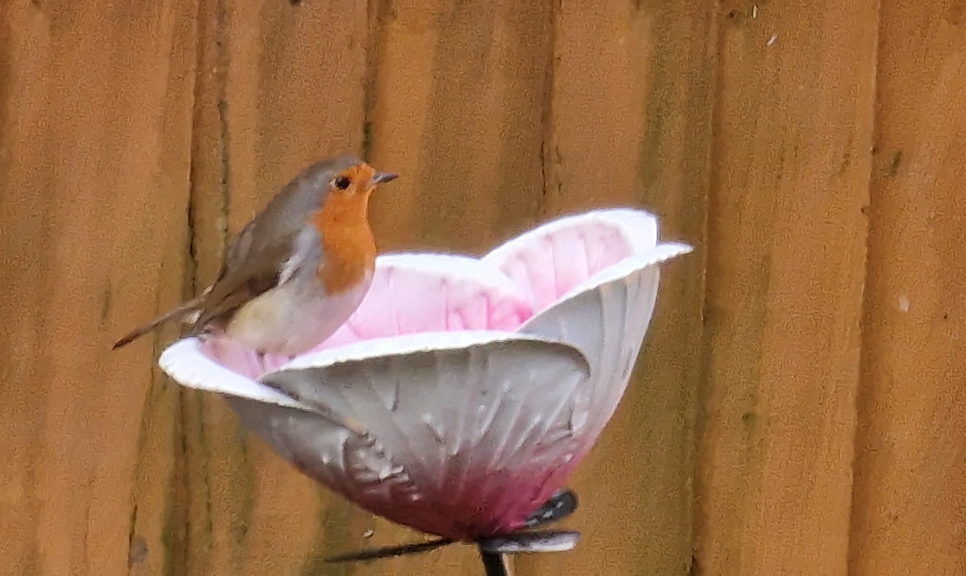 A red-breasted visitor