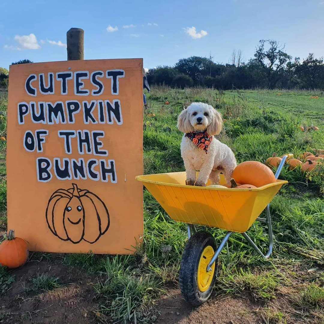 Lymm Pumpkin Patch