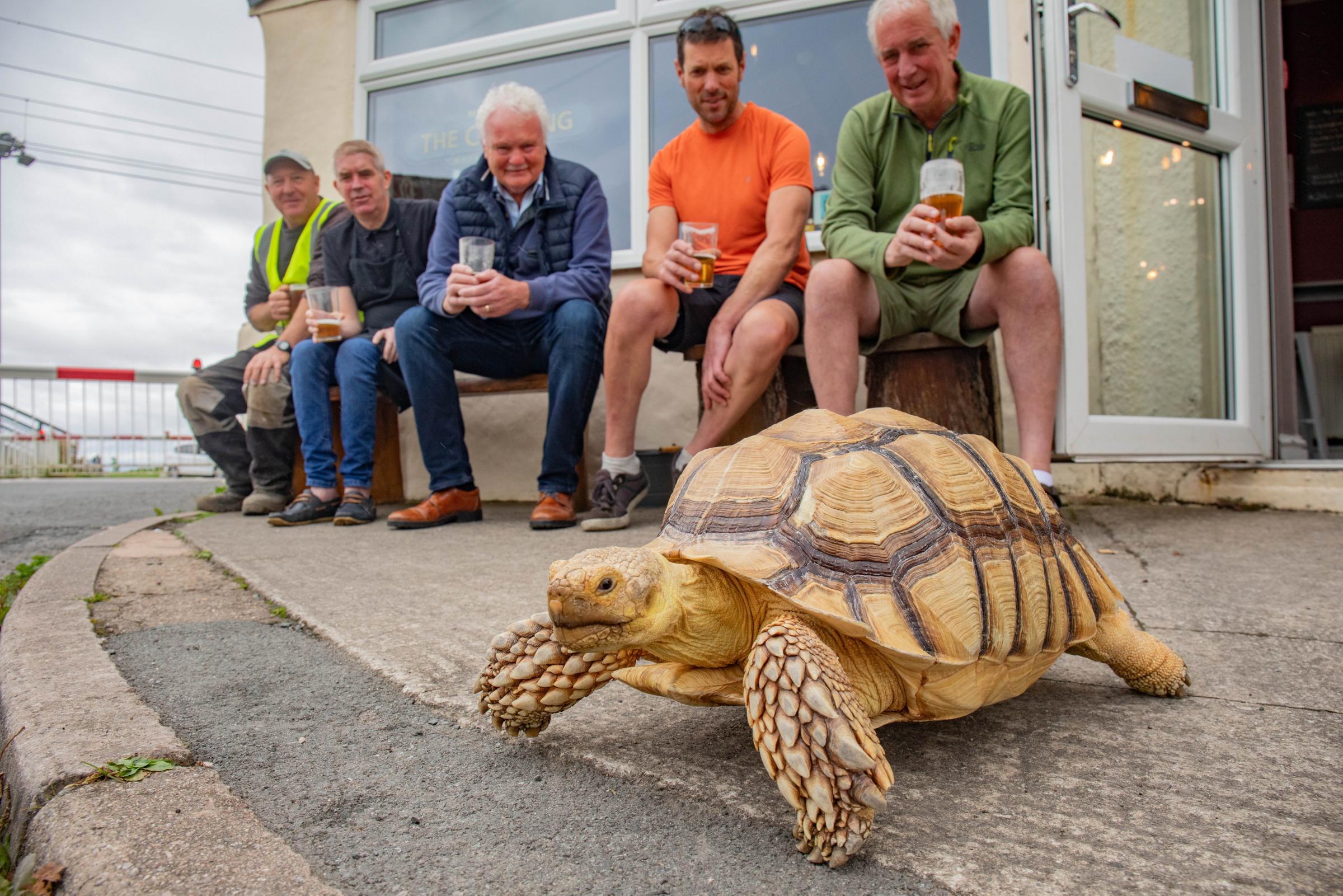 Jackie Leek takes her giant pet tortoise called Mr Miyagi on regular walks to the pub. Picture: SWNS