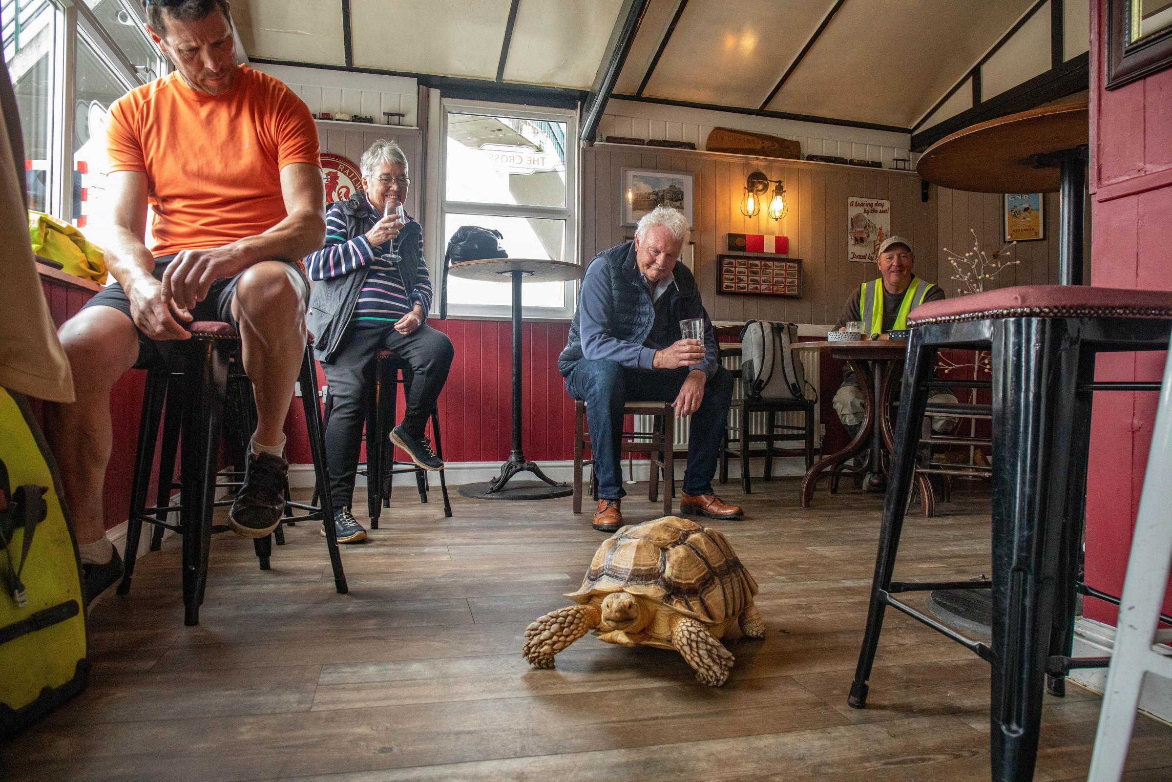 Jackie Leek takes her giant pet tortoise called Mr Miyagi on regular walks to the pub. Picture: SWNS