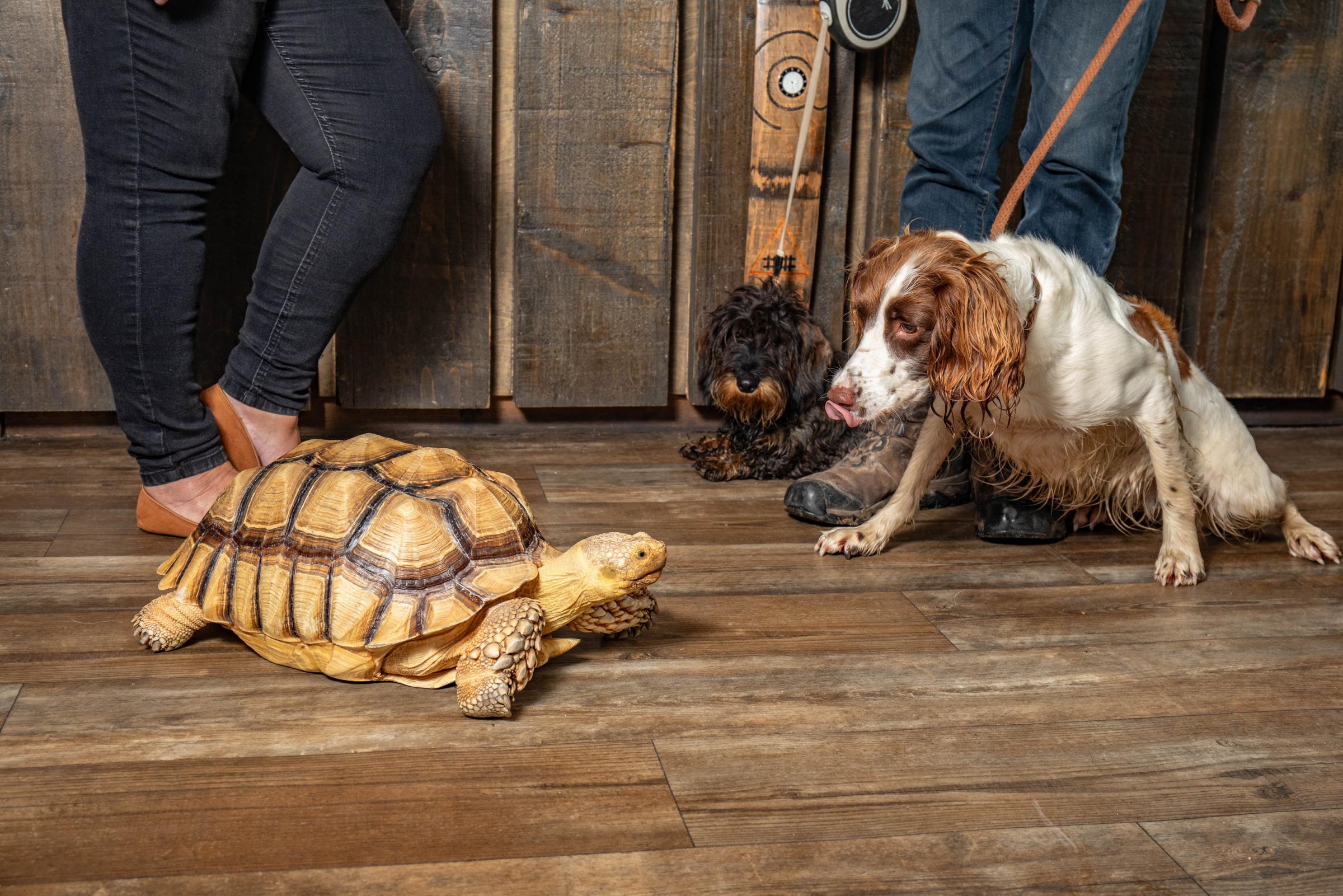 Jackie Leek takes her giant pet tortoise called Mr Miyagi on regular walks to the pub. Picture: SWNS