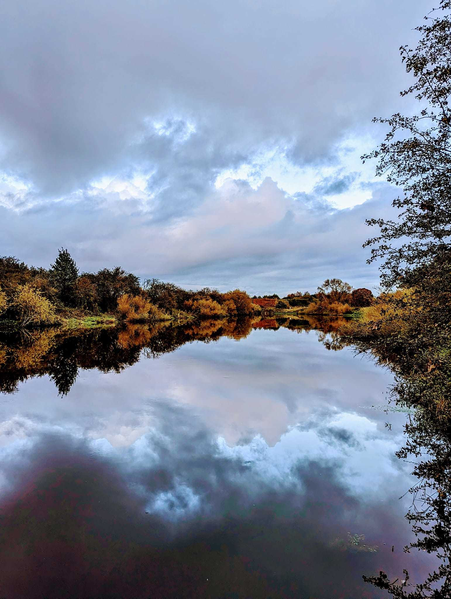 Delamere Forest by Rachael Lahan