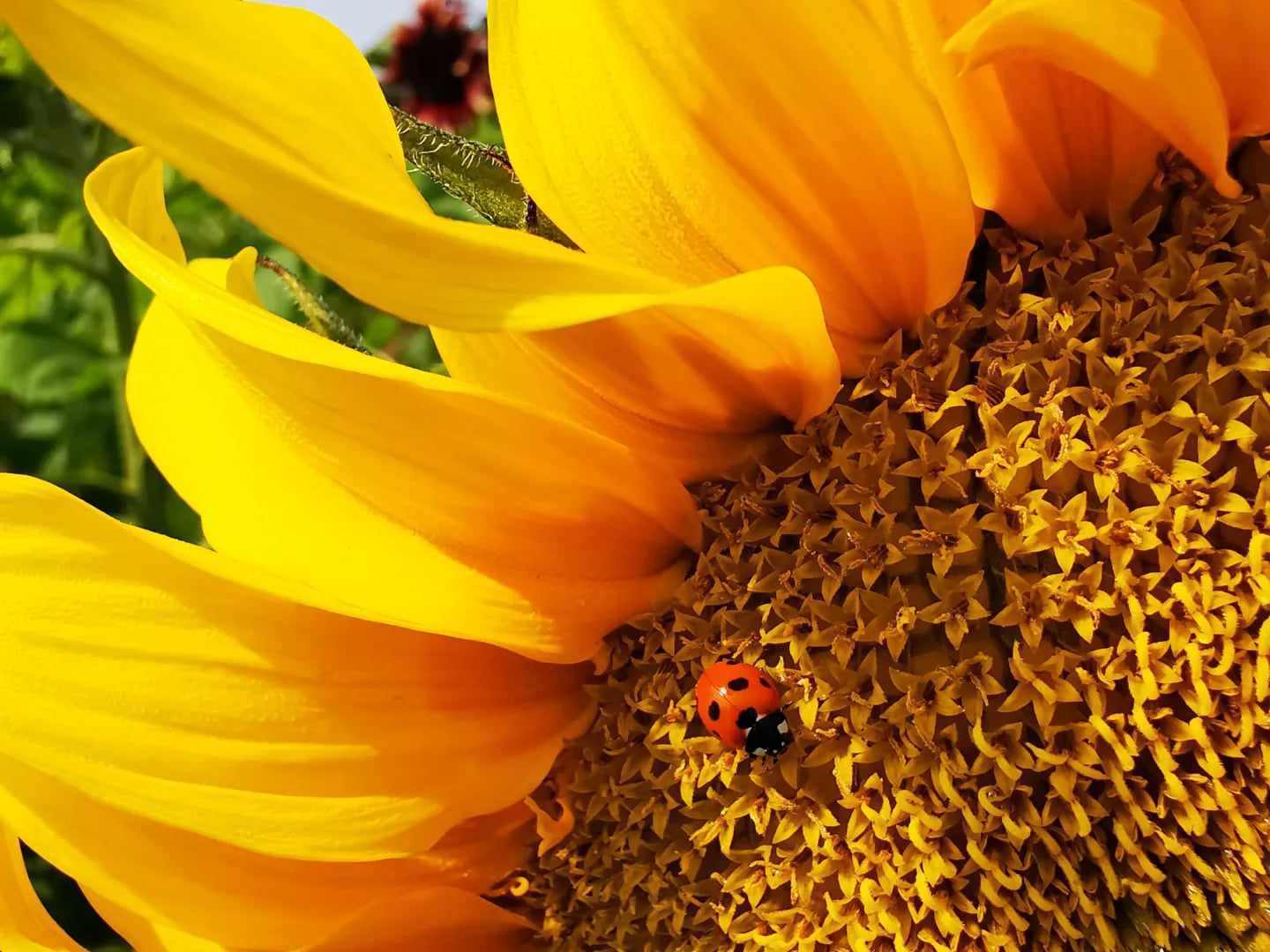 A ladybird on a sunflower