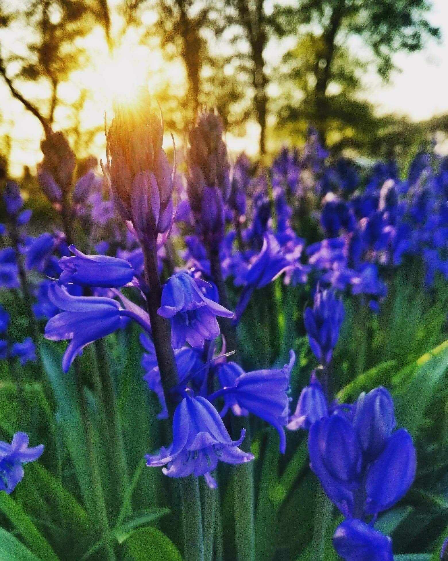 Bluebells