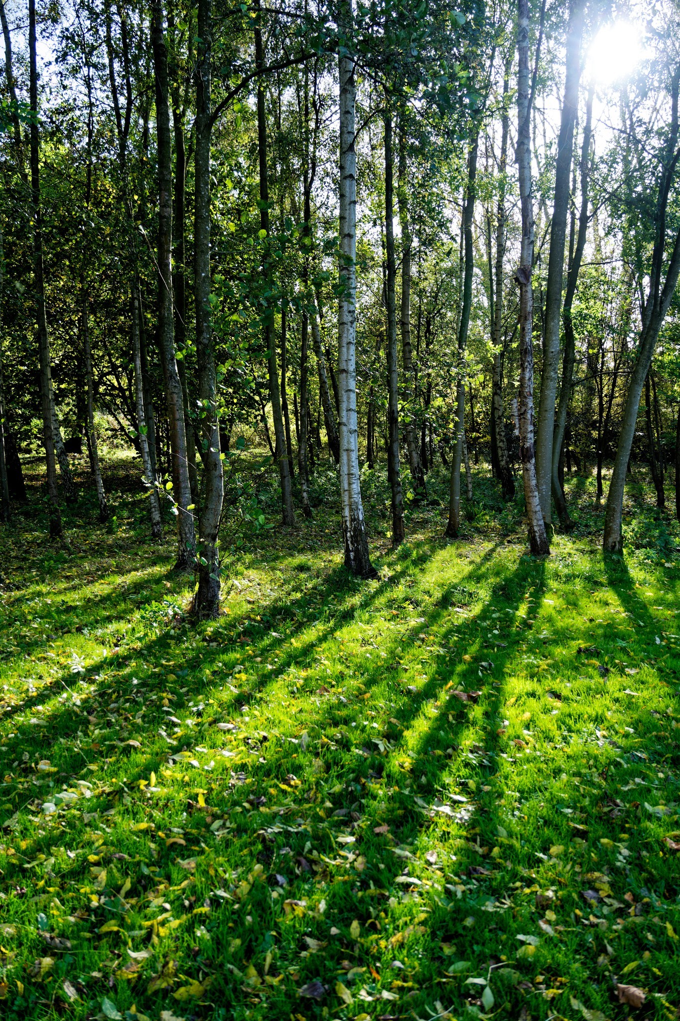 Longbarn Park by Neil Stanley