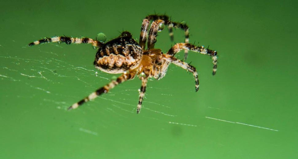 Orb weaver spider