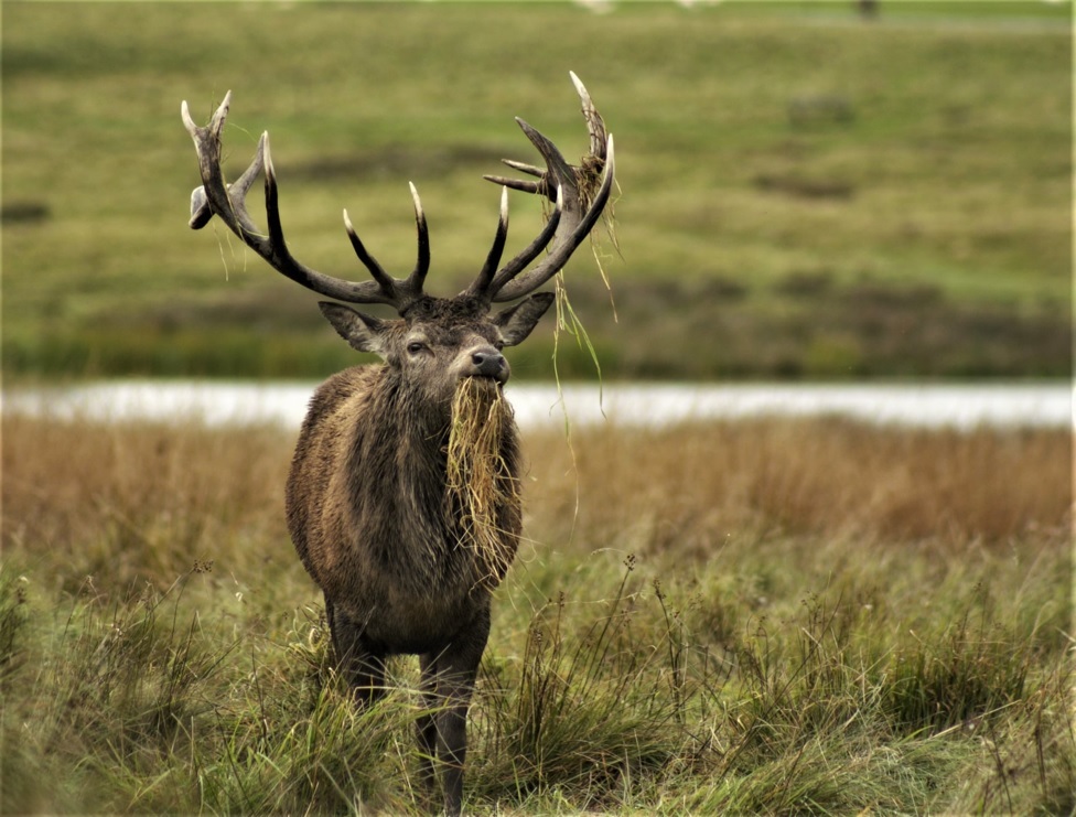 Red deer at Tatton Park