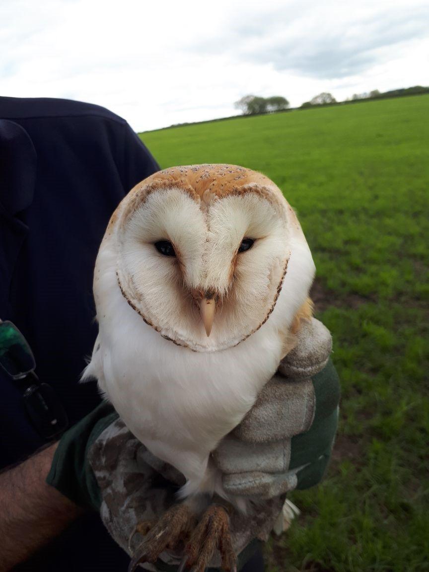 The Group That Helped Bring Barn Owls Back From The Brink In