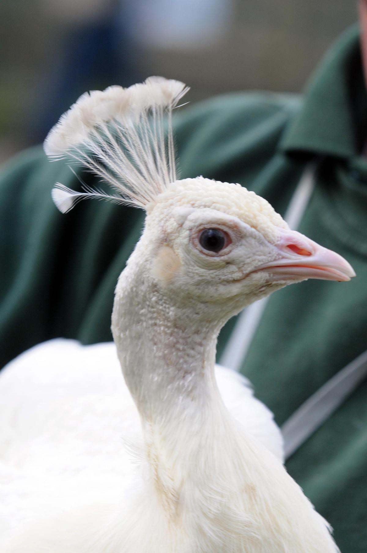 White Peacock Calls Walton Zoo Its New Home Warrington Guardian